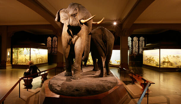 A person sits next to life-sized models of Asian elephants in the Museum's Hall of Asian Mammals.
