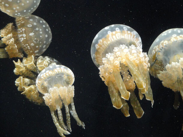 Five jellyfish shaped like mushrooms with dangling tentacles float underwater.