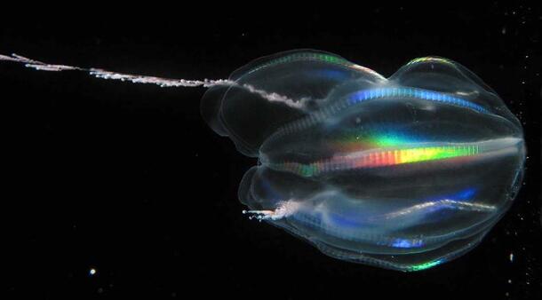 The Arctic comb jelly is bubble-like and translucent in form; additionally, it is faintly bioluminescent with an oil slick-like rainbow effect.