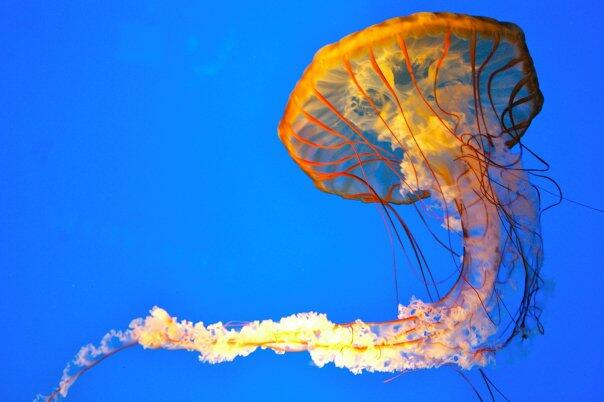 A jellyfish with tentacles extending from an umbrella-like structure floats undersea.