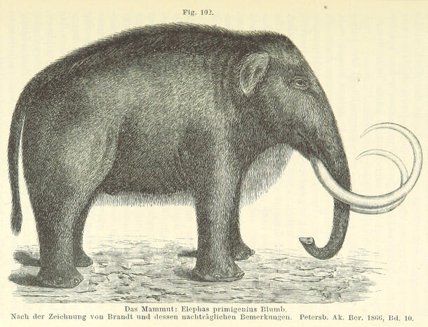 Illustration of side view of a wooly mammoth.