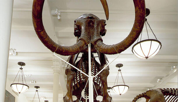 Front view of mammoth skeleton located in the Paul and Irma Milstein Hall of Advanced Mammals in the Museum.