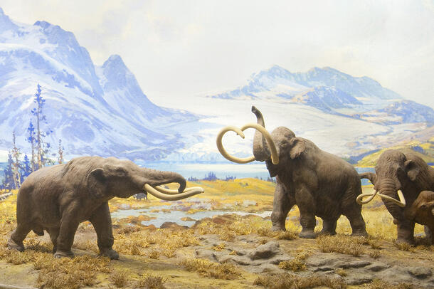 Small diorama shows four mammoths on muddy field with snow-capped mountains in the background.