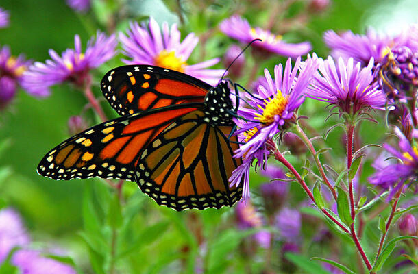 Monarch butterfly displays its patterned wings as it alights on a flower.