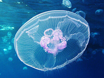 Saucer-like moon jellyfish floats along undersea, with other moon jellyfish in the background.