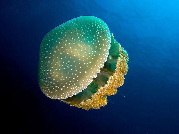 Jellyfish with a spotted, mushroom-shaped bell and dangling tentacles makes its way through the sea.