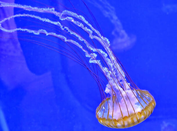 Jellyfish trailing long, frilly, dangling tentacles dives deeper underwater.