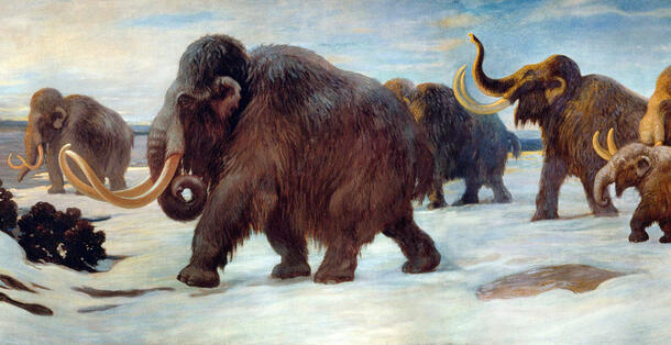 Illustration of five wooly mammoths walking across a snow-covered field.
