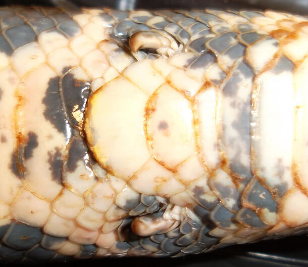 Closeup image of the underbelly of a boa constrictors that shows two small projections.