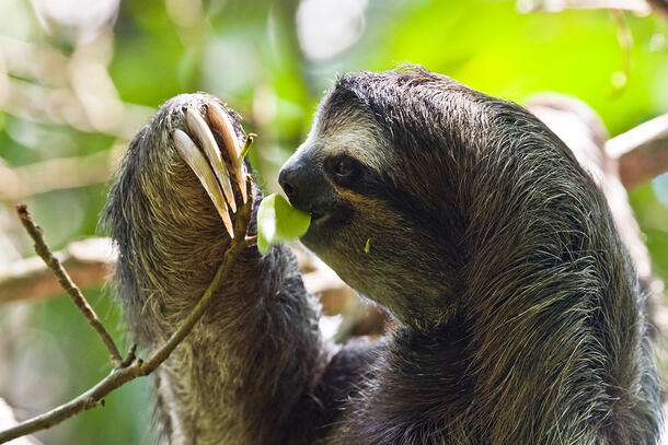 Sloth pulls a leafy branch towards himself using his three-clawed paw, and takes a bite out of a leaf.