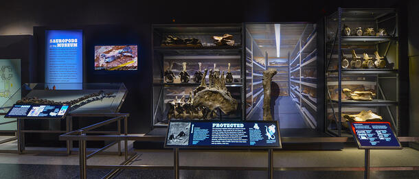 Panoramic view of several shelves and cases containing fossils of a variety of sizes, with attendant signs and digital displays.