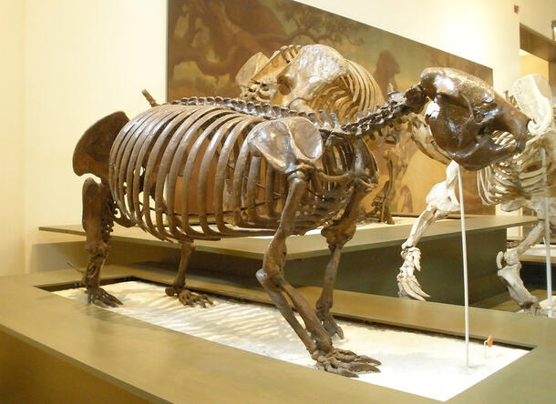 Full skeleton of Megalocnus rodens stands on all fours on a pedestal inside the Museum, a painting and a different skeleton in partial view behind it.