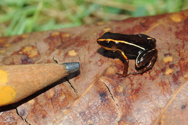 A tiny, striped frog sits on a leaf and is shown to be smaller than the tip of a sharpened pencil placed next to it.