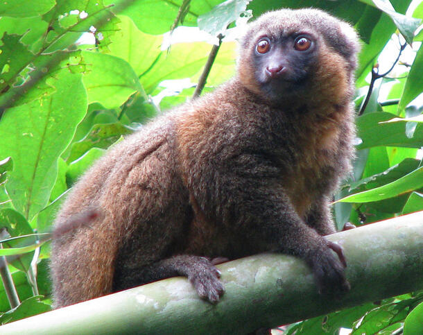Lemur sits on a leafy tree limb, gripping it with all four paws.