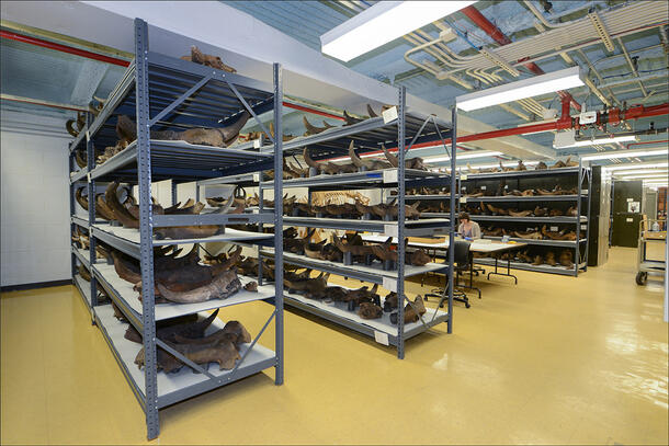 Warehouse type room with aisles of heavy-duty metal shelving housing hundreds of large fossils;  a researcher sits at a table.