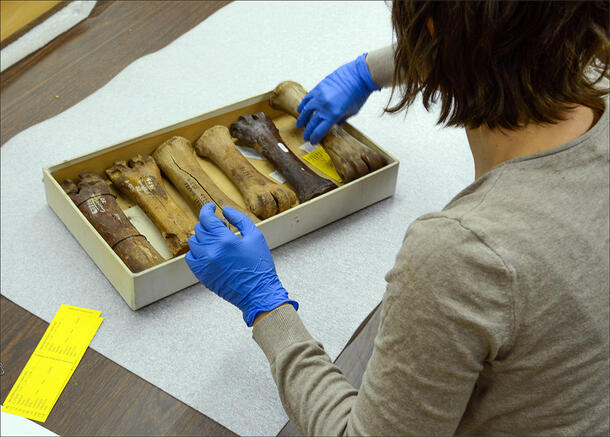 Dr. West is seated at a table and lifts a fossil from a shallow box containing six specimens in total.