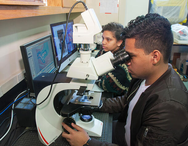Two students sit at at table and look into microscopes.