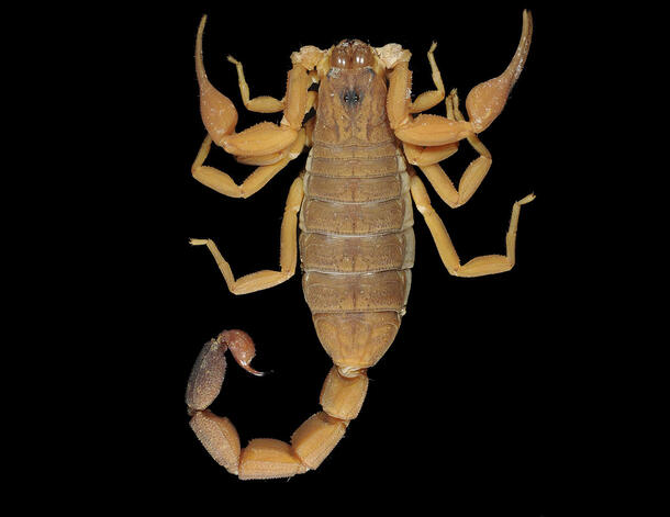 Dorsal view of the club-tailed scorpion, Rhopalurus ochoai.