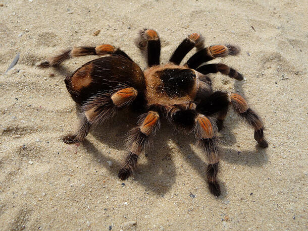 A large, fuzzy tarantula walks across a sandy area.