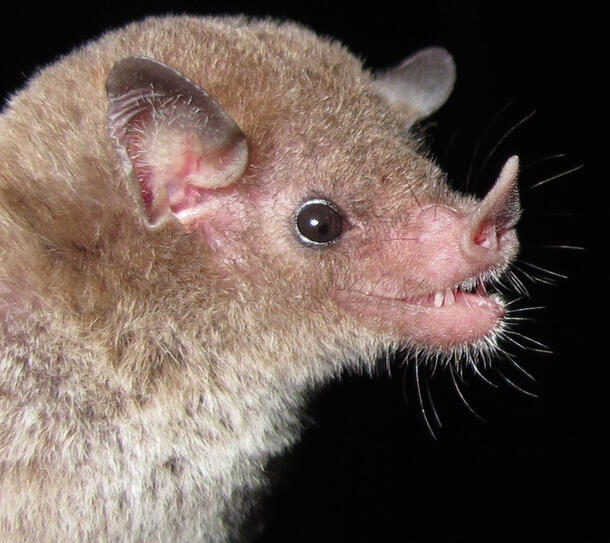 Extreme closeup of Greater Antillean bat's head, shows the details of his ears, eyes, nose and teeth.