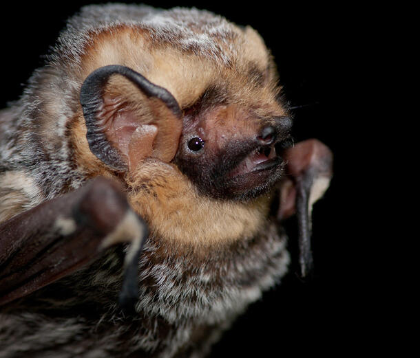 Extreme closeup of a hoary bat's head, shows the details of his ears, eyes, nose and teeth.