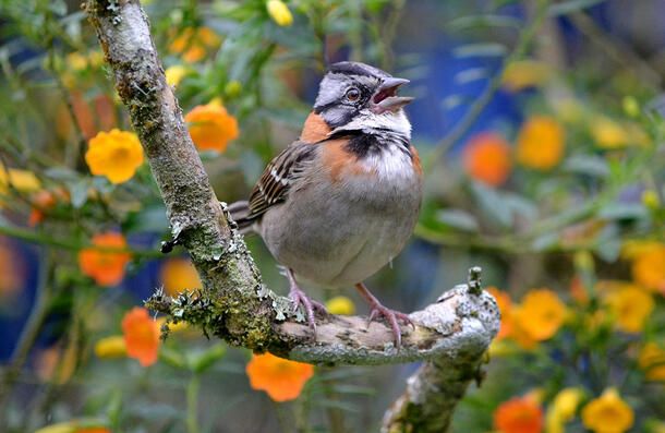 A bird sings as it sits on a tree branch located in a floral environment.