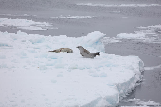 Two seals lounge on an ice floe.