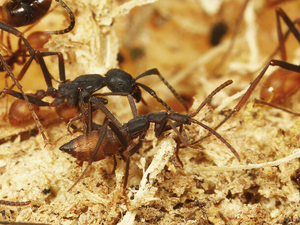 Ecitophya simulans has developed to closely mirror the size and shape of the ant alongside it.