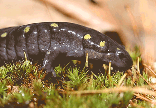 An adult salamander moves its head and blinks.