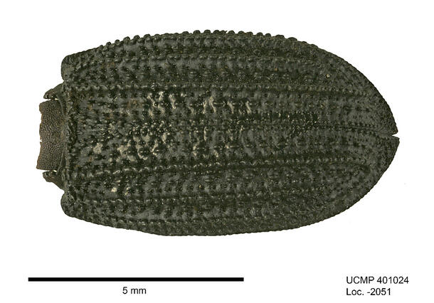 Beetle fossil specimen with an armored shell, measuring approximately 8-10 mm.