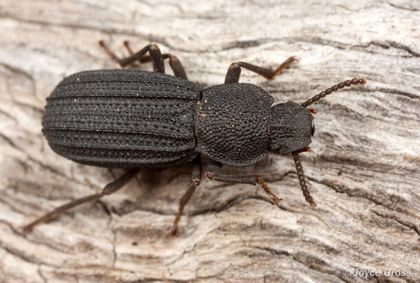 Close-up of a beetle resting on bark.