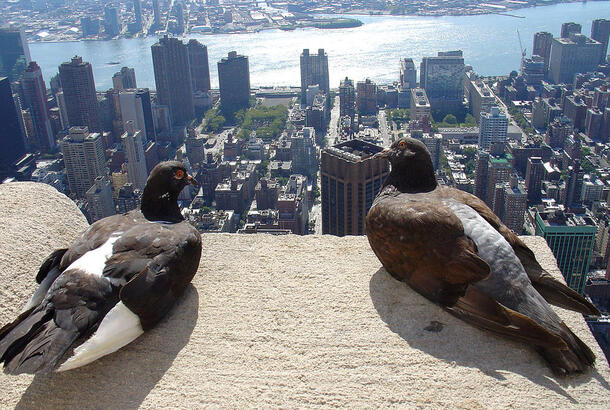 Two pigeons sit on the edge of the rooftop of a tall building, providing the birds with an aerial view of New York City.