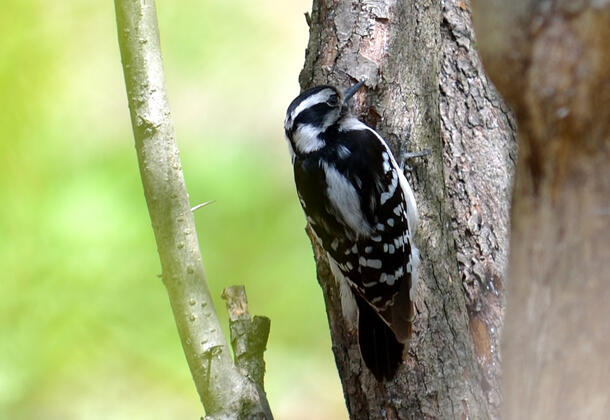 Woodpecker perches on a tree trunk.