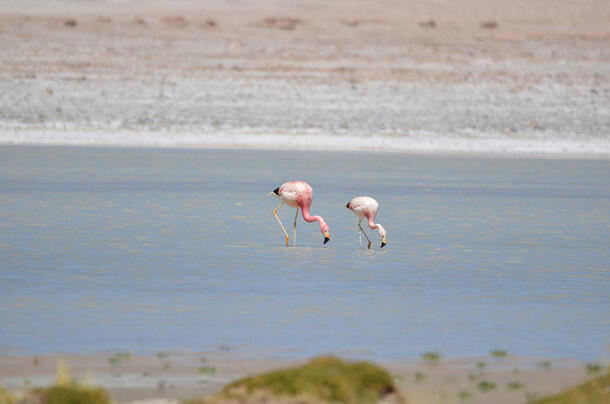 Two flamingos stand side by side in shallow water, dipping their heads below the surface.