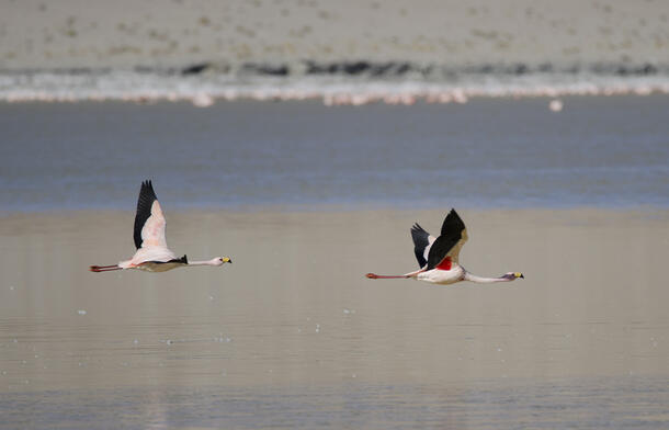 Two flamingos fly over water.