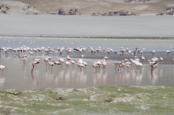 A group of well over 50 flamingos stand next to one another in shallow water.