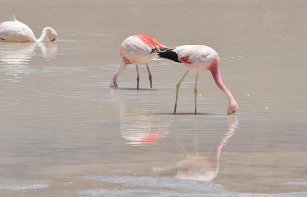 Two flamingos stand side by side in shallow water and another floats nearby, all dipping their heads below the surface.