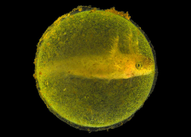 Close-up view of a tiny salamander embryo suspended in a round, translucent green egg capsule.