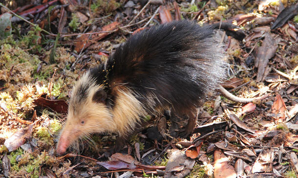 A Cuban solenodon walks across dead leaves and twigs scattered on the forest floor.