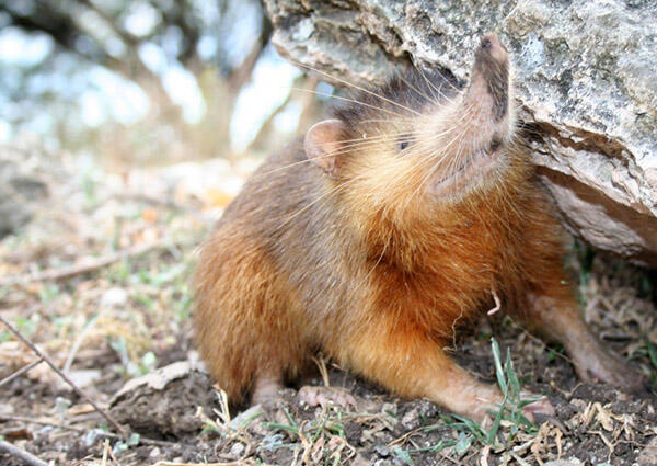 A Hispaniolan solenodon crouches near a rock and points his long, narrow snout towards the sky.