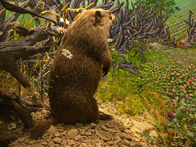  A Museum diorama shows a groundhog standing on its hind legs near a tree and looking out over a flowering field, with rows of crops in the distance.
