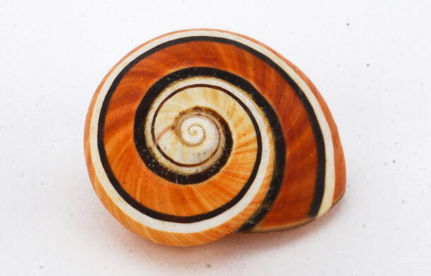 Multi-colored stripes in a spiral pattern adorn this snail shell.