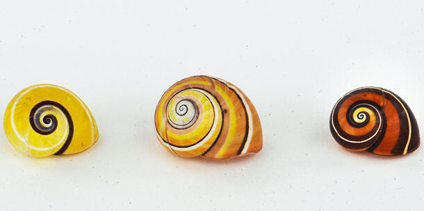 Three snail shells sit side by side, each exhibiting a different striped, multicolored pattern.