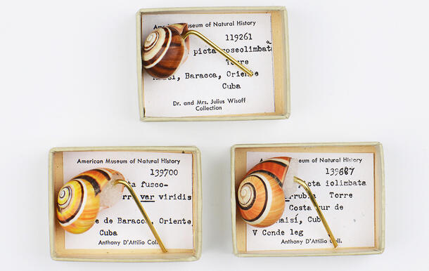 Three striped snail shells are displayed in individual small boxes, the backgrounds of which show specimen numbers and collection data.