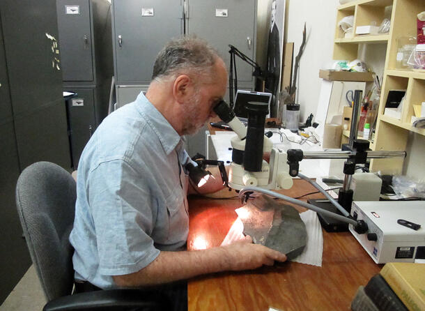 John Maisey sits at a desk and looks through a microscope at the Doliodus problematicus fossil, metal storage cabinets and other lab equipment in view