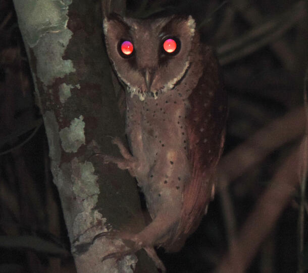 In this photo taken a night, the eyes of this Oriental Bay Owl glow brightly as it perches on a tree branch.