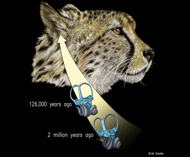 Illustration of a cheetah's head and inner ear bones at two time periods, 126,000 years ago and 2 millions years ago.