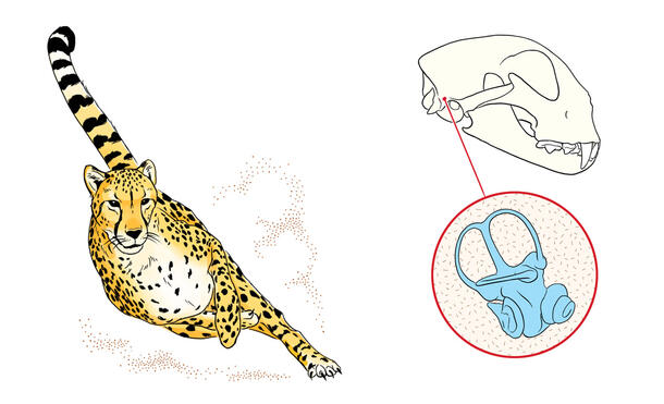 Illustration shows a cheetah's head carriage while running, alongside drawings of the cheetah skull and inner ear bone.