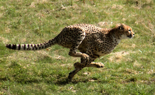 Cheetah races rapidly over a grassy plain.