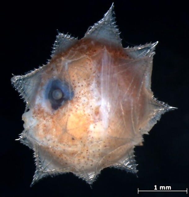 A sunfish larva floats deep below the ocean's surface.